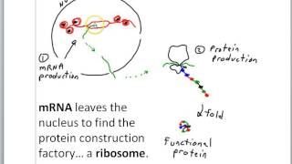 DNA information and Genetic code
