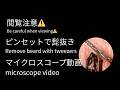#20190923 ヒゲ抜き