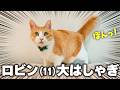 ロビン(11)、大はしゃぎ