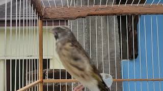 Download Lagu pancingan suara blackthroat sombos gacor MP3