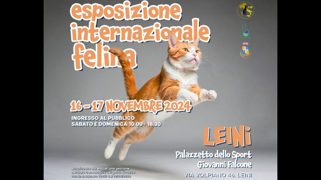 Come posso partecipare ad una mostra felina con il mio gatto?