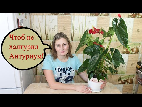 Антуриум цветёт как сумасшедший! Пересадка и Уход! НЕ ЦВЕТЕТ АНТУРИУМ, ЖЕЛТЕЮТ и СОХНУТ ЛИСТЬЯ !