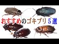 90種以上のゴキブリを飼育する部屋がやばすぎた！！！