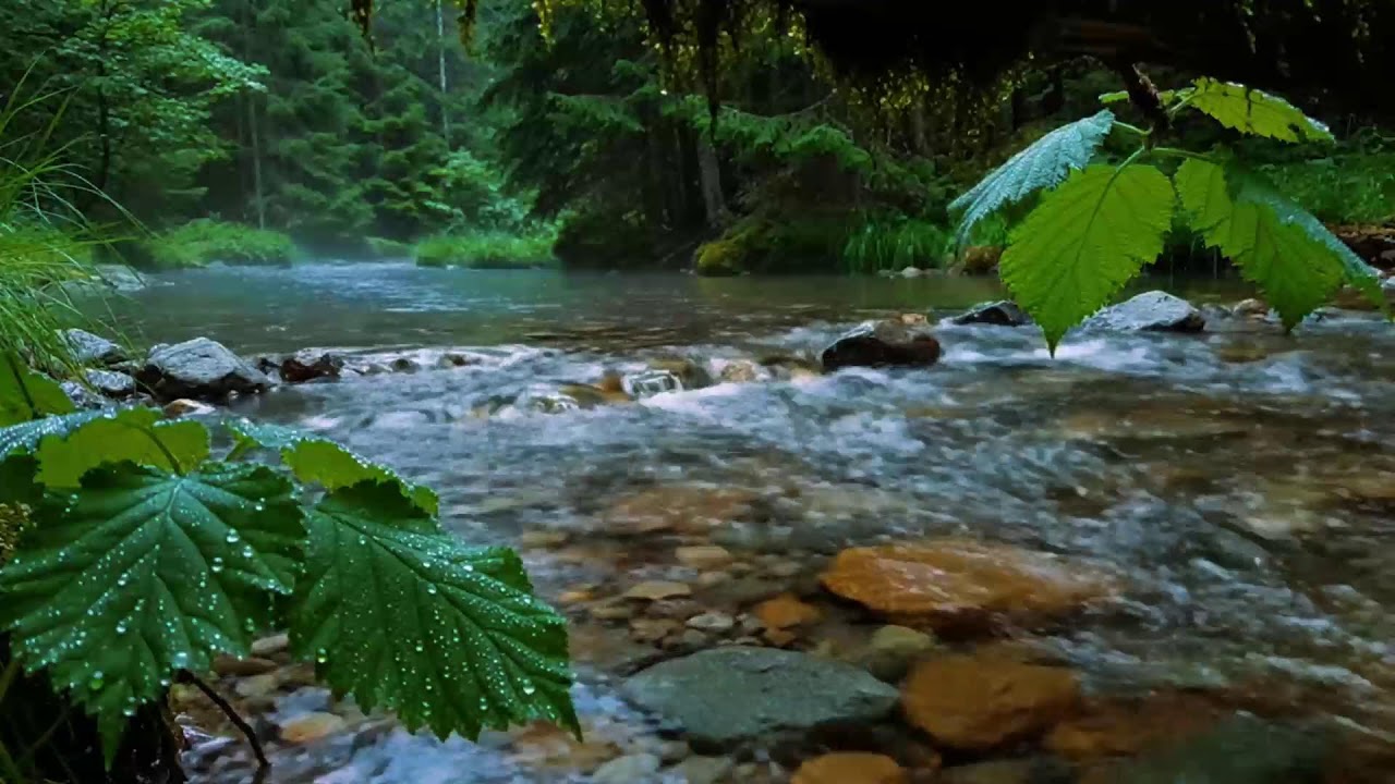 Calming Forest Ambience, Birds Singing Beautiful Stream Sounds for Deep Sleep, Study Focus, Medicine