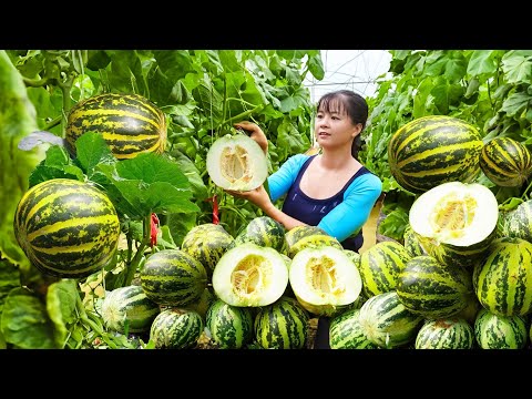 Harvesting Cucumis Melon Goes To Market Sell - Weeding Preparing Harvest Rice | Phuong Harvesting