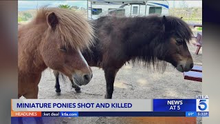 Couple devastated after miniature ponies found shot to death at Southern California ranch