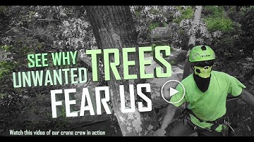 Best tree removal video ever  - No mercy for weak trees! - 1080p