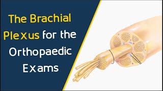 The Brachial Plexus for the Orthopaedic FRCS Exams | Orthopaedic Academy
