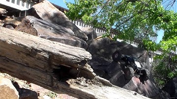 I-Beam chassis and Bully 2 axles----RMDW CF HCM