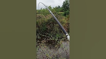 Câu cá rô đồng, dính rô mề p31 #shorts