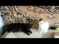 Кот и кошка дерутся за диван