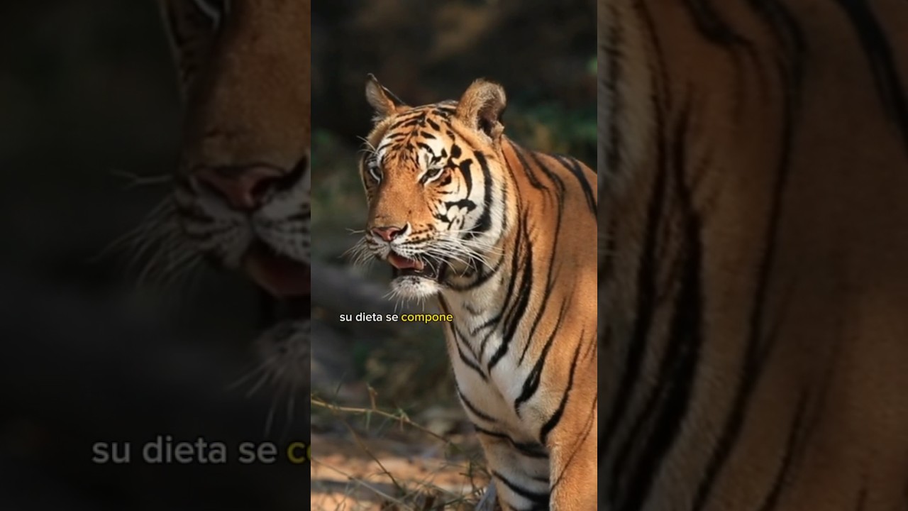 Cuanto come un tigre al día?😱#shorts #wildanimals - YouTube
