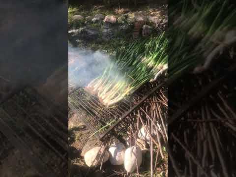 Video: Sipulien Vegetatiivinen Lisäys