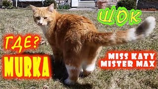Мистер Макс и Катя в ШОКЕ Кошка Мурка потерялась | Mister Max & Miss Katy by Play Tube TV Мистер Макс и Катя в ШОКЕ Кошка Мурка потерялась | Mister Max & Miss Katy by Play Tube TV
