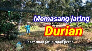 Memasang jaring durian dan panen durian musangking.