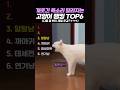 개웃긴 목소리 달라지는 고양이 랭킹 TOP6