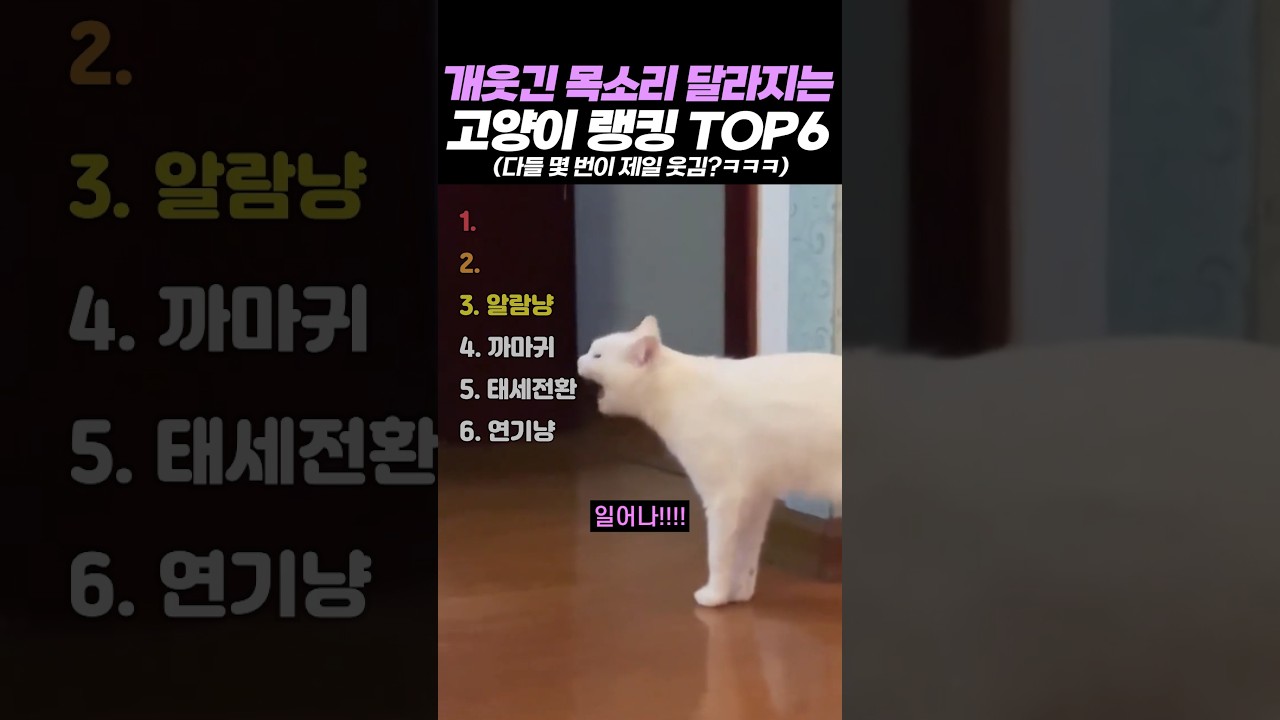 개웃긴 목소리 달라지는 고양이 랭킹 TOP6