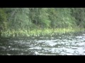 Медведь плывет по озеру Архангельская область