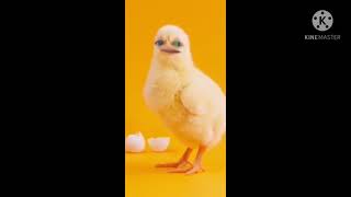 صوص صغير يغني screenshot 4