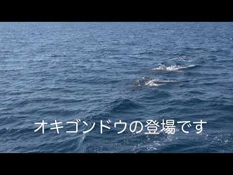Nabejizo file #34: 2019年11月チャーン島のダイビング。素敵な出会いがありました！