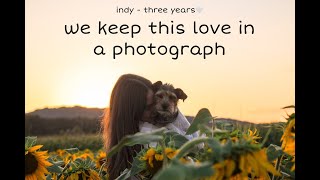 we keep this love in a photograph ↠ indy three years ♡ by Indy PRT 109 views 1 year ago 1 minute, 53 seconds