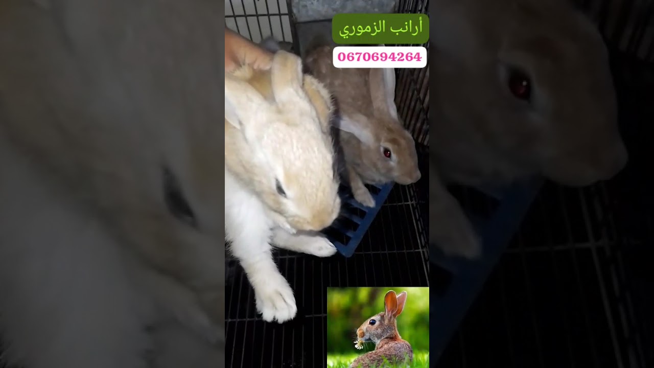 سلالة البلجيكي الأصلية عند الزموري 