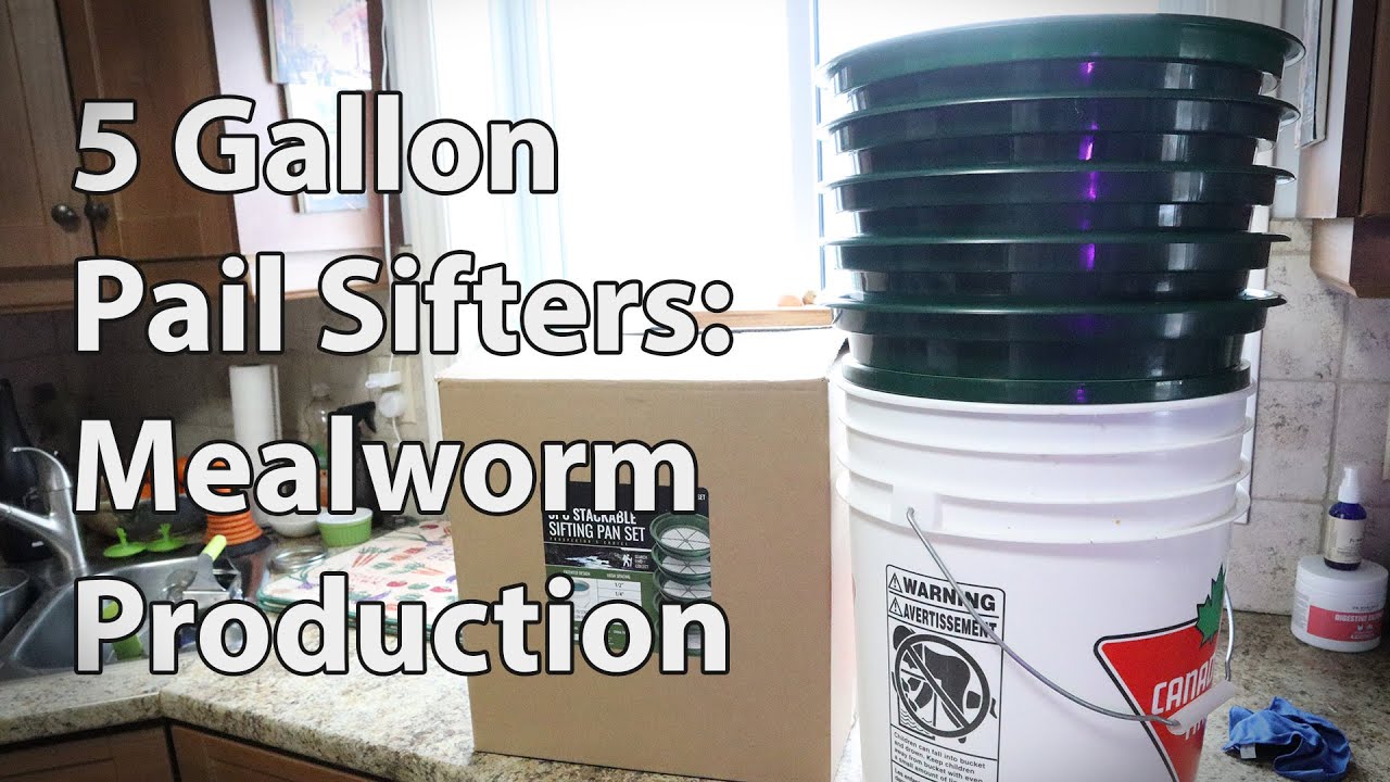 5 Gallon Pail Sifters Helping with Mealworm Production YouTube