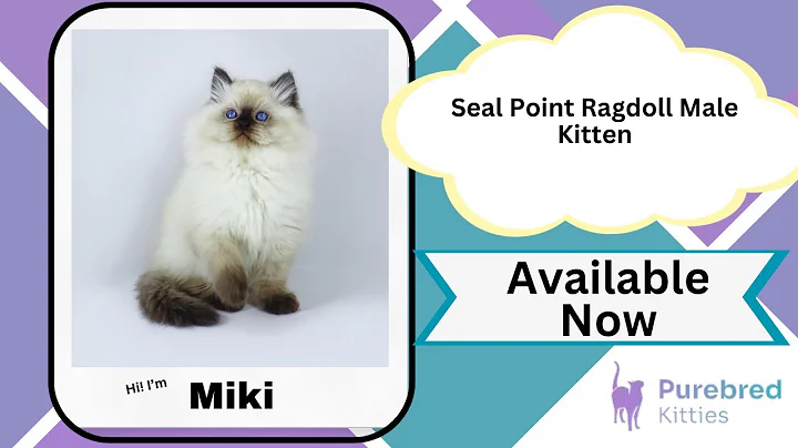 Video 7186371: purebred kitties, blue eyes male kitten, kitten blue point, kitten steals