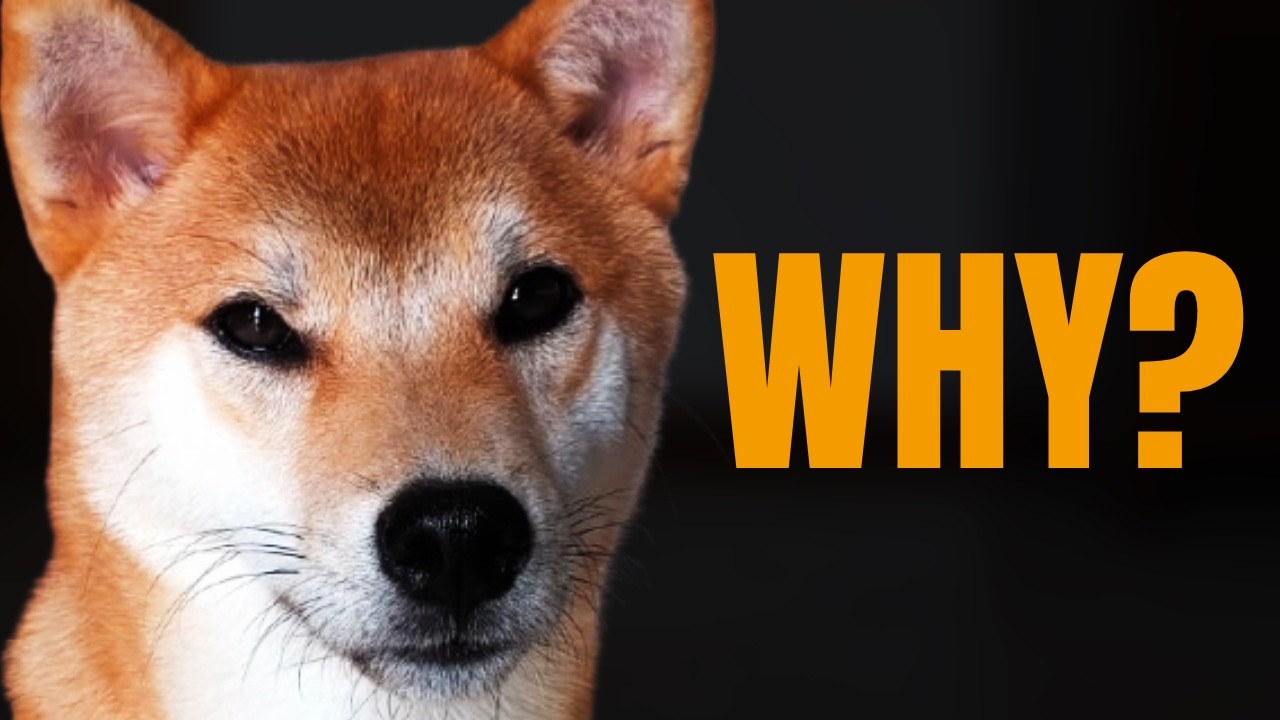The SHIBA INU song music video (Bork's version) - YouTube