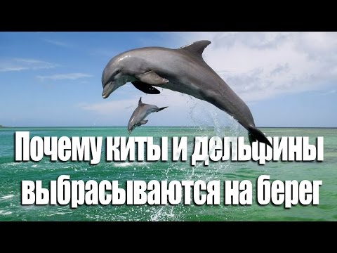 Почему киты и дельфины выбрасываются на берег