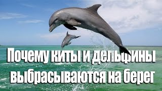 Почему киты и дельфины выбрасываются на берег