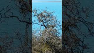 Весенняя песня дрозда. Black bird is singing. New Zealand lake Tekapo