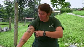 National Zoo Keeper Week: Keeper Tattoos (Part 2)