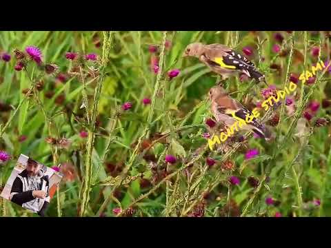 بتبة في الطبيعة متعة وترفيه على النفس بتبة بتبة في الطبيعة متعة وترفيه على النفس بتبة