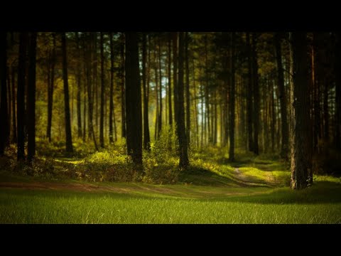 Summer Night in the Forest - Nature Sounds | Nature's White Noise