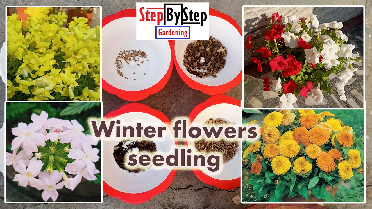 How to grow winter flowers from seeds//Winter flowers seedling YouTube