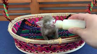 A day in the life of the cutest kitten in the WORLD: bathing, drinking milk, and sleeping.