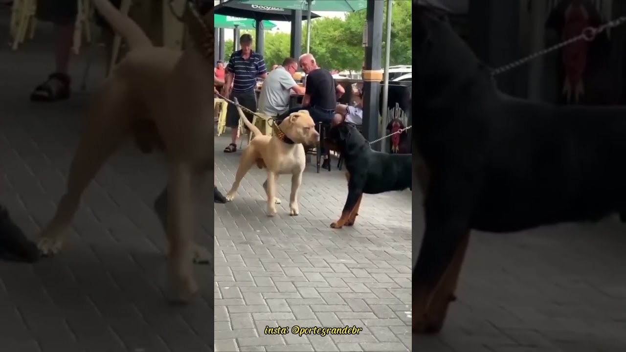  Shorts Pitmonster Rottweiler Dogs
