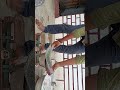 2 kilo ki gulabi ya chilapi