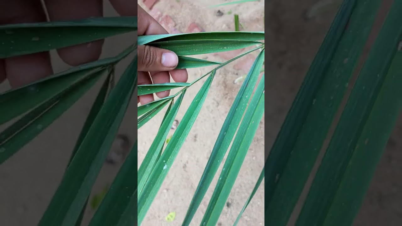 #كيف تعرف فرق الذكر والانثى نخلة#الطايف @Farmingsecrets1 @facts806 @WanasahTV1