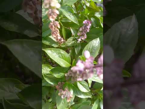 Introducing My Herb Plants at Home