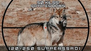 50 Kilss Coyotes Down 20-250 Supperssad 