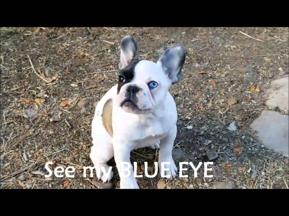 french bulldog white with blue eyes