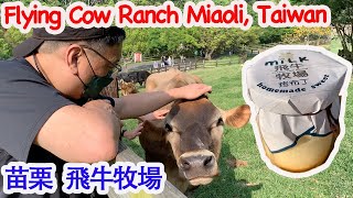 Miaoli Flying Cow Ranch 飛牛牧場 苗栗 [Mike's Report 麥可報告] English Subtitles 中文字幕