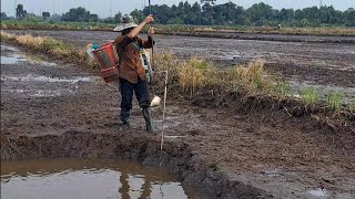 Săn Bắt Cá Lóc Đồng Rắn Bông Sún Cá Rô Phi Cá Rô Đồng Cá Trê Vàng, đồng ruộng đang chuẩn bị xạ lúa