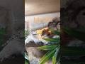 KFC gekon #hobby #zwierzęta #gecko #cute #zwierzęta #animals #lizard #jaszczur #jaszczurka