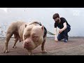 If Your Dog Pulls On Walks, Watch This Animal Behaviorist Perform Magic! | Kritter Klub