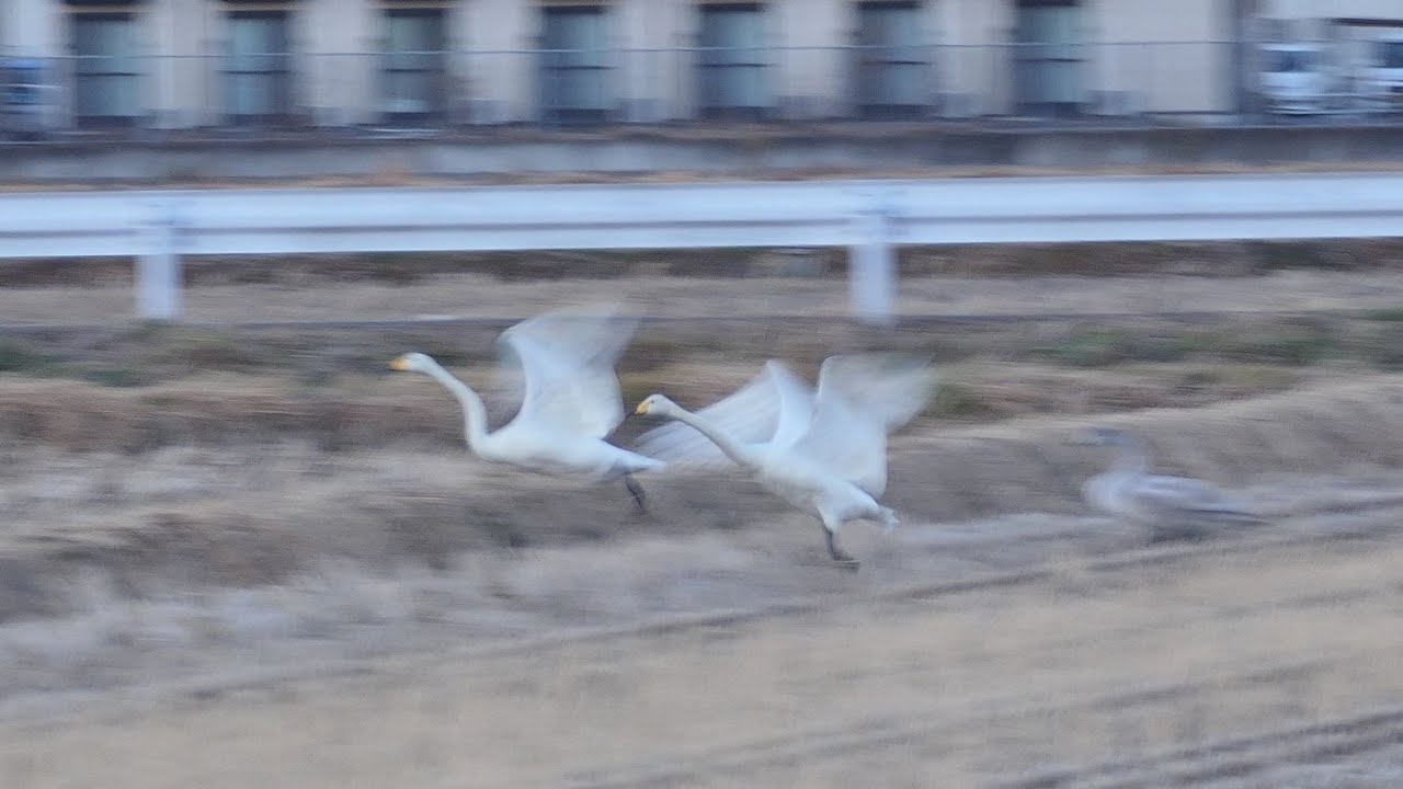 飛び立つオオハクチョウ＠宮城県岩沼市　Whooper Swans flying