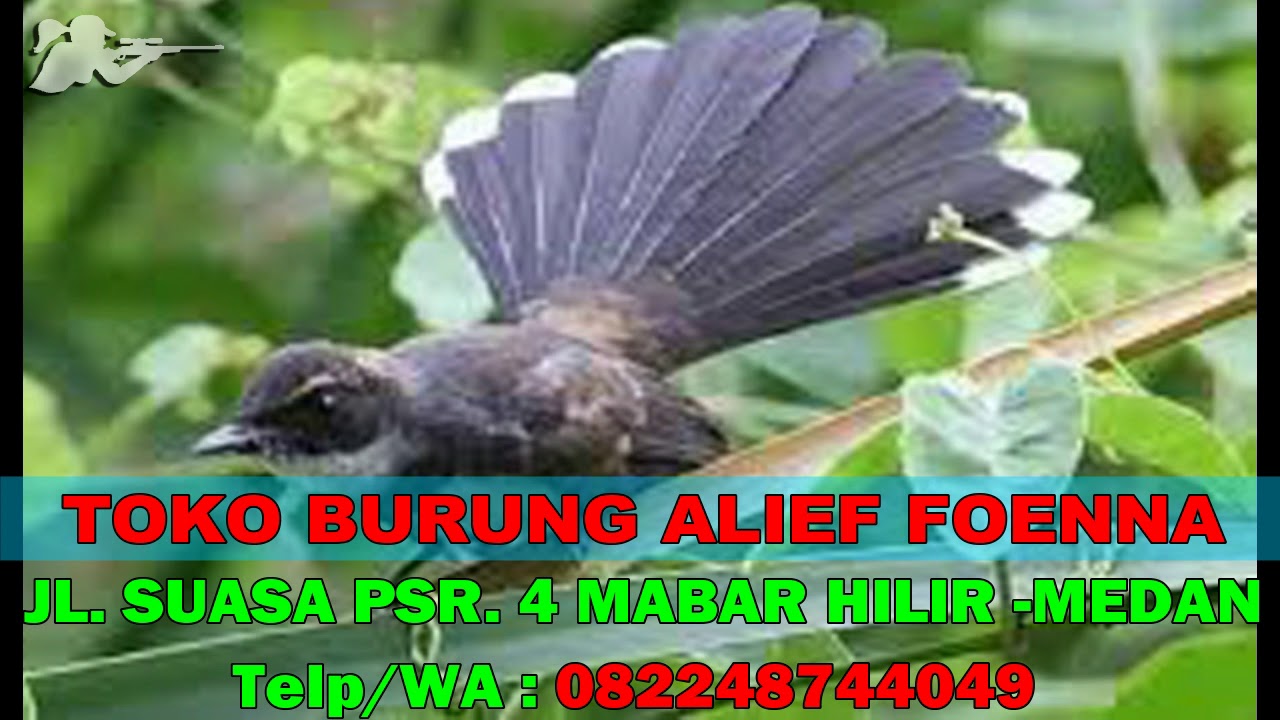 Suara Pikat MP3 Burung Sikatan Kipas -- Burung Liar Pasti Mendekat