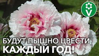 ЧУДЕСА НЕПРИХОТЛИВОСТИ ПРИ ТАКИХ ПОСАДКЕ И УХОДЕ! + Главное правило обрезки ПИОНОВ